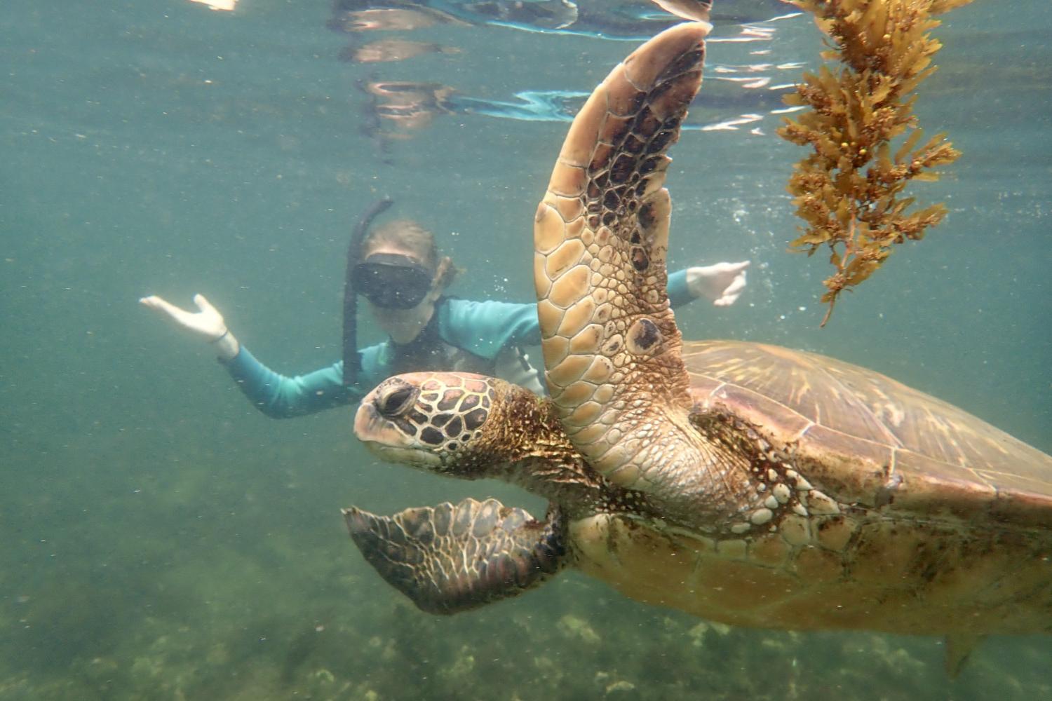 一名<a href='http://227515.chinaqinyu.com'>全球十大赌钱排行app</a>学生在Galápagos群岛游学途中与一只巨龟游泳.